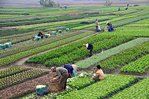 Nông dân Việt Nam